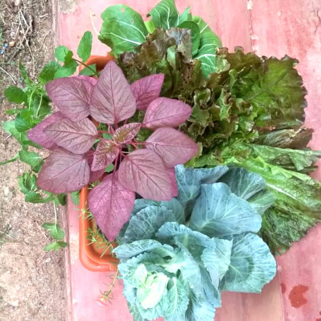 Starter-Kit-5-Website